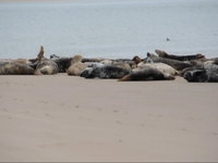 Tentsmuir Seals