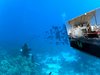 Red Sea - Sha'ab Claudia