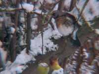 Fieldfare Holiday | one minute