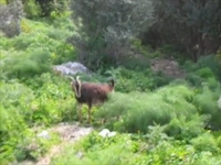 Mountain Sheep