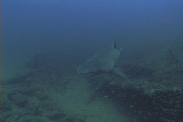 Best Sharks of 2008