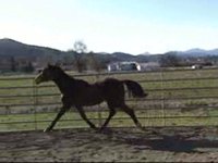Syrius, 2008 Trakehner Colt by Titulus out of Slytely Cinnamon, Feb. 2010