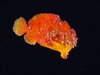 Underwater Biodiversity / Biodiversidad Marina