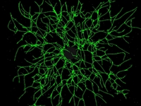 Particle Chains 3D