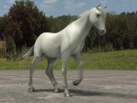 Horse Quadrupedal test; walk, trot & run