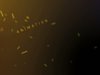 Trapcode