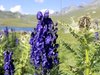 Natura in Val Viola - Valdidentro