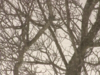 March Snow