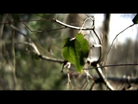 One-leaf world
