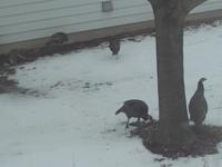 Turkeys in Green Bay