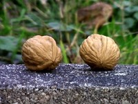 Nuts