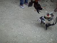 Dominican sports