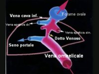 Visualizza
