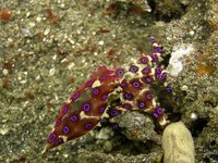 Hapalochlaena blu (Blue Ringed Octopus), uno spettacolo della natura