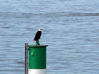 Whytecliff Park