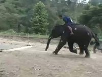 Elephants legs don't run like others