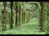 All For Africa Promo Video
