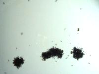Drawing ants (2/3), 2006