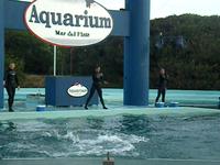 Aquarium 2009 Mar del Plata Argentina Show de Delfines 01