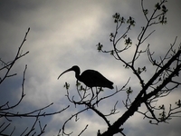 White Ibis