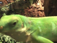 Reptiles (testing Flip HD)