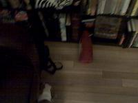 Odie meets the buoy