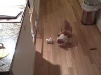 Odie has a new playmate