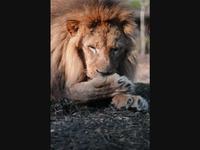 Little Big Cats - Lions