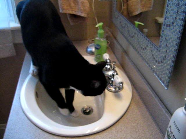 Thirsty Cat Turns on Faucet