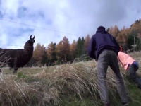 Llama movie