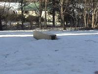 Backyard edit
