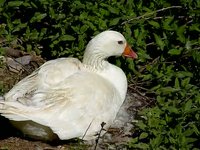 Duck near lake