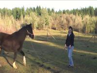 My Horses