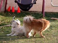 Miss Lucy & Mr Taco in the backyard