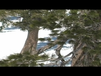 Steve Senft cricket campus rail jam application video
