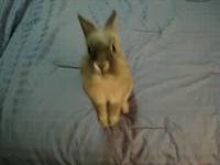 Rabbit!