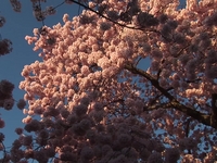 Cherry Blossom Festival, Washington, D.C. • High Definition Music Video... Cherry Blossom Festival, Washington, D.C. • High Definition Music Video...