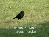 Garden Birds Garden Birds