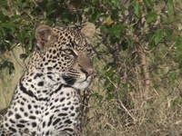 Wildeye Big Cat Film Safari - March 2009