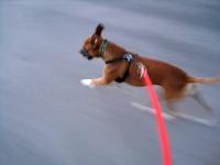 Rollerblading With My Dog