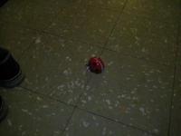 Ladybug Rave