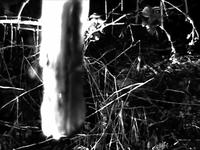 Inchworms-Candle Wax Fires