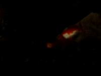 Des poissons rouges amoureux