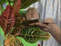 Chupiconsejo 13 - Trucos para limpiar las plantas