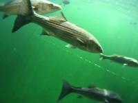 A Swim With The Fish
