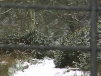 Snow HD