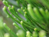DOF test: Berkeley Botanical Garden