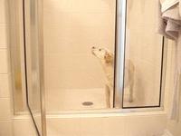 millie chilling in the shower in march