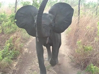 Elephant Charge in Burkina Faso