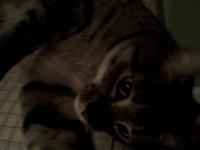 Oliver